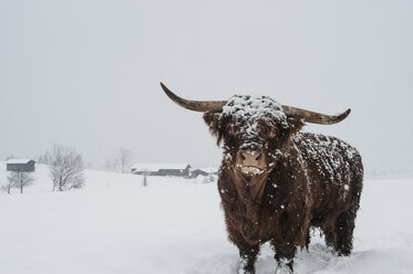 Austria, Salzburg State, Altenmarkt-Zauchensee, highland cattle in snow drift - HHF004893