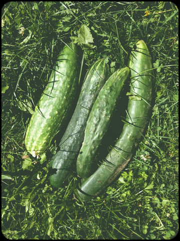 Gurke, lizenzfreies Stockfoto