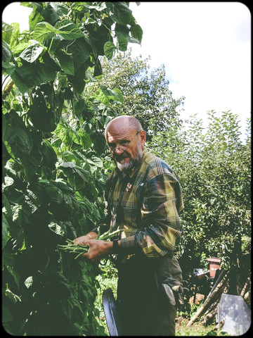 Man harvesting pole beans stock photo