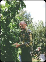 Man harvesting pole beans - SHIF000067