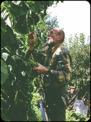 Man harvesting pole beans - SHIF000068