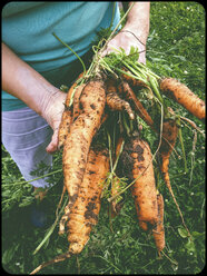 Woman holding bunch of carrots - SHIF000069