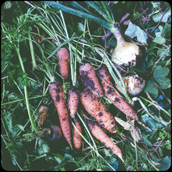 Zwiebeln und Karotten - SHIF000070