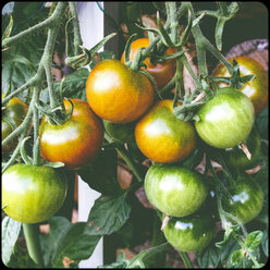 Tomaten - SHIF000071