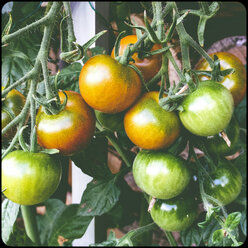 Tomatoes - SHIF000071