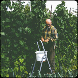 Man harvesting pole beans - SHIF000073