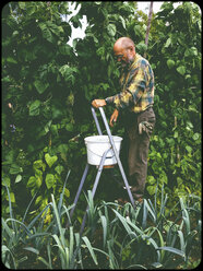 Man harvesting pole beans - SHIF000074