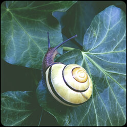 Weinbergschnecke - SHIF000081