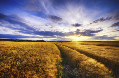 Vereinigtes Königreich, Schottland, East Lothian, North Berwick, Haferfeld, Avena sativa, bei Sonnenuntergang - SMA000251