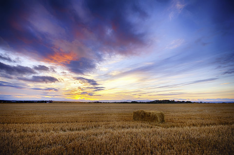 Vereinigtes Königreich, Schottland, East Lothian, North Berwick, Haferfeld, Avena sativa, bei Sonnenuntergang, lizenzfreies Stockfoto