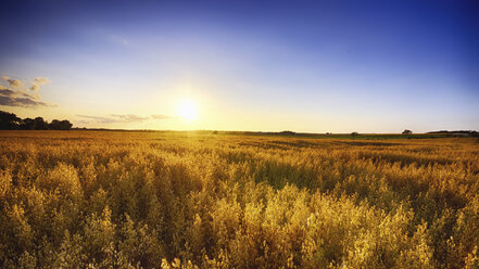 United Kingdom, Scotland, East Lothian, North Berwick, Field of oats, Avena sativa, at sunset - SMA000254