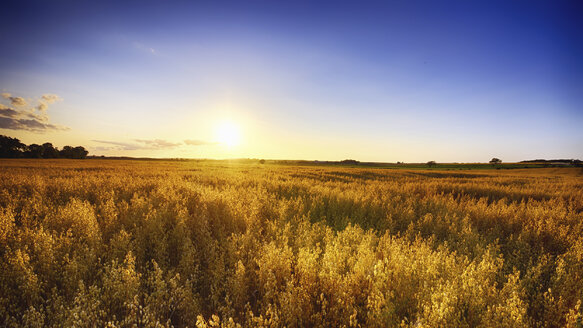 Vereinigtes Königreich, Schottland, East Lothian, North Berwick, Haferfeld, Avena sativa, bei Sonnenuntergang - SMA000254