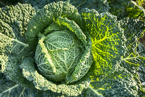 Vereinigtes Königreich, Schottland, East Lothian, North Berwick, Wirsingkohl, Brassica oleracea var. sabauda L - SMAF000256