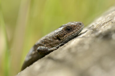Common lizard, sitting on wood, Zootoca vivipara - MJOF000681