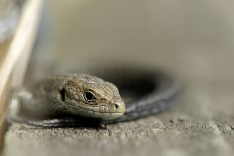 Porträt der Waldeidechse, Zootoca vivipara, lizenzfreies Stockfoto