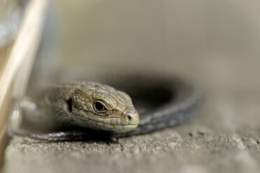 Portrait of Common lizard, Zootoca vivipara - MJOF000683