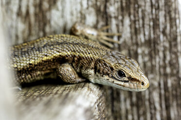 Common lizard, sitting on wood, Zootoca vivipara - MJOF000684