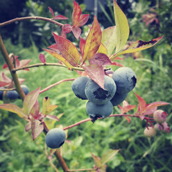 Blueberries - SARF000789