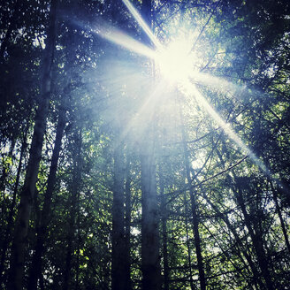 Sonnenschein im Wald - SARF000797