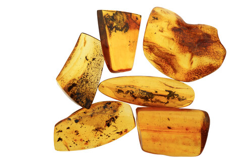 Polished amber pieces with fossils in front of white background - JAWF000040