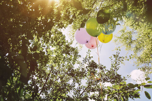 In Bäumen hängende Heliumballons - MFF001234
