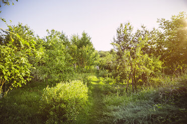 Deutschland, Nordrhein-Westfalen, Bornheim, Garten im Abendlicht - MFF001317