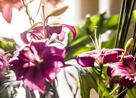 Morocco, Fes, Hotel Riad Fes, pink lilies - KMF001435