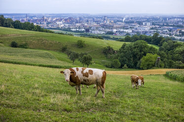 Österreich, Oberösterreich, Linz, Kühe auf der Alm, Industriegebiet im Hintergrund - EJWF000597