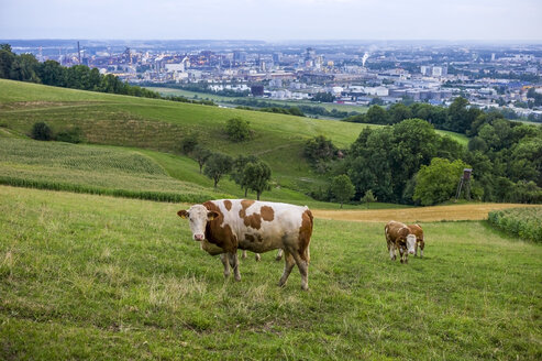 Austria, Upper Austria, Linz, Cows on alp, Industrial area in the background - EJWF000597