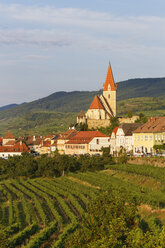 Österreich, Niederösterreich, Waldviertel, Wachau, Weißenkirchen in der Wachau, Weingut - SIEF005890