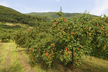 Austria, Lower Austria, Waldviertel, Wachau, Apricot Trees, Prunus armeniaca - SIEF005903