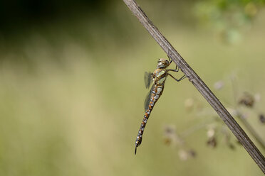 Wanderschwärmer, Aeshna mixta, hängt an einer Klinge - MJOF000687