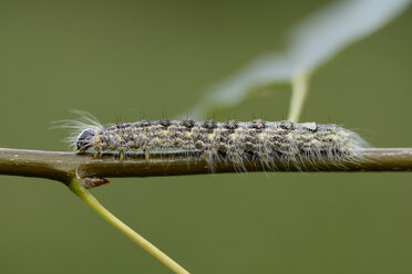 Raupe der Grauen Pappel, Acronicta megacephala, auf einem Zweig - MJOF000689