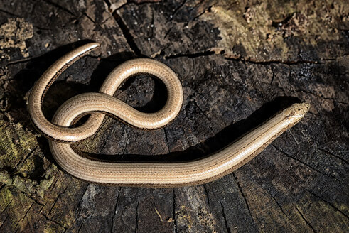 Blindschleiche, Anguis fragilis, auf Holz - MJOF000692