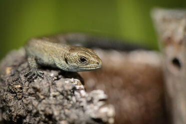 Common lizard, Zootoca vivipara - MJOF000693