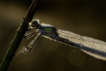 Feuchte Smaragdlibelle, Lestes sponsa, hängt an einem Blatt - MJOF000700