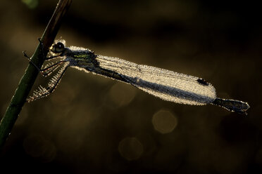 Feuchte Smaragdlibelle, Lestes sponsa, hängt an einem Blatt - MJOF000701