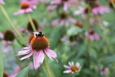 Hummel, Bombus, sitzt auf einem Sonnenhut - HAWF000460