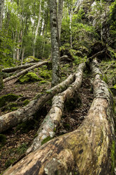 France, Pyrenees, Northern Catalonia, Valle de Orlu, forest, tree trunks - STSF000480