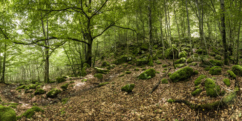 France, Pyrenees, Northern Catalonia, Valle de Orlu, forest - STSF000481