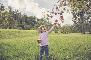 Little picking apples from a tree - LVF001784