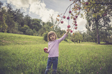 Little picking apples from a tree - LVF001785