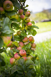 Twig of an apple tree with plenty of fruits - LVF001799