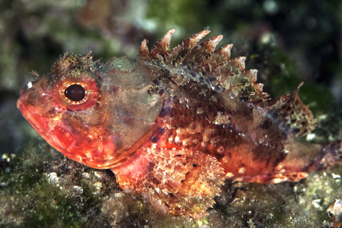 Kroatien, Kleiner roter Skorpionfisch, Scorpaena notata, lizenzfreies Stockfoto