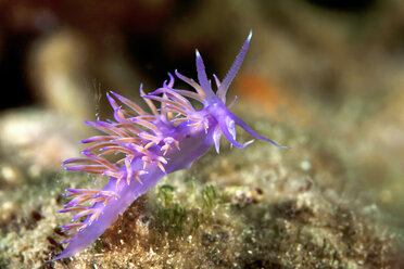 Kroatien, Mittelmeer-Veilchen Aeolid, Flabellina affinis - ZCF000158