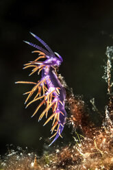 Croatia, Pink Coryphella, Flabellina pedata - ZCF000160