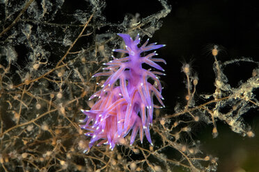 Kroatien, Mittelmeer-Veilchen Aeolid, Flabellina affinis - ZC000161