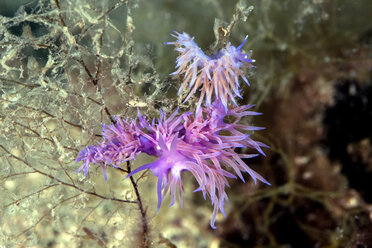 Croatia, Mediterranean Violet Aeolid, Flabellina affinis - ZCF000162