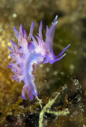 Croatia, Mediterranean Violet Aeolid, Flabellina affinis - ZCF000163