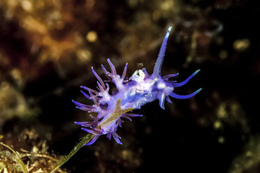 Kroatien, Mittelmeer-Veilchen Aeolid, Flabellina affinis - ZCF000164